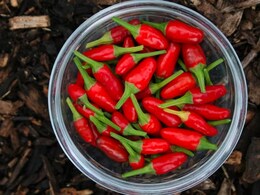 How Eating Spicy Food Affects Digestive Health And Weight Loss