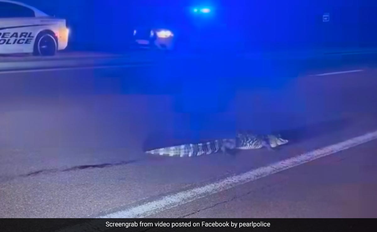 चलती सड़क पर अचानक निकल आया घड़ियाल, जान बचाकर भागे लोग, देखें वीडियो