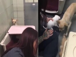 बच्चे खो गए थे तो डिप्रेशन में आ गई मां, महिला ने सभी Puppies को खोज निकाला, खुशी से चहक उठी बच्चे खो गए थे तो डिप्रेशन में आ गई मां, महिला ने सभी Puppies को खोज निकाला, खुशी से चहक उठी