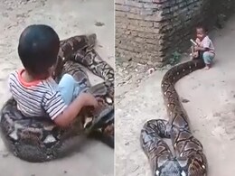 बच्चे ने पहले पकड़ा अजगर का मुंह और फिर की शान से सवारी, वीडियो देख कहेंगे, इसे तो नेशनल ज्योग्राफिक में जाना चाहिए बच्चे ने पहले पकड़ा अजगर का मुंह और फिर की शान से सवारी, वीडियो देख कहेंगे, इसे तो नेशनल ज्योग्राफिक में जाना चाहिए