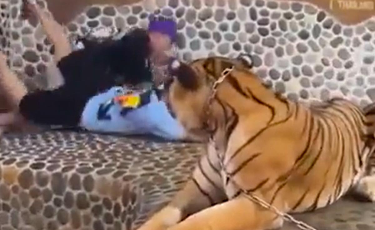 पिंजड़े में जाकर बाघ के साथ फ़ोटो खींचवा रहे थे दो लोग, तभी बाघ ने अपना आपा खो दिया, फिर जो हुआ...