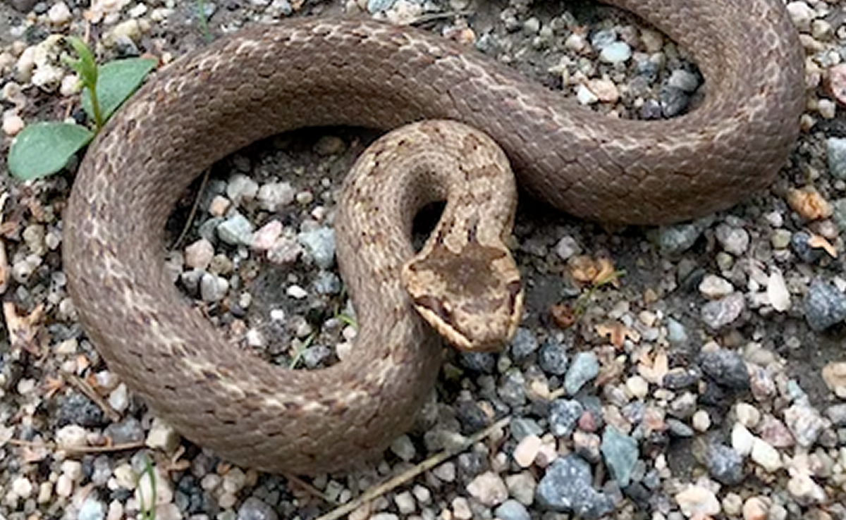 Snake Slithers Into Equipment, Causes Power Outage For 16,000 People In US City