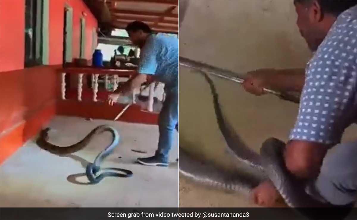 Watch: 15-Foot-Long King Cobra Hides Under A Car, Snake Catcher Skillfully Rescues It