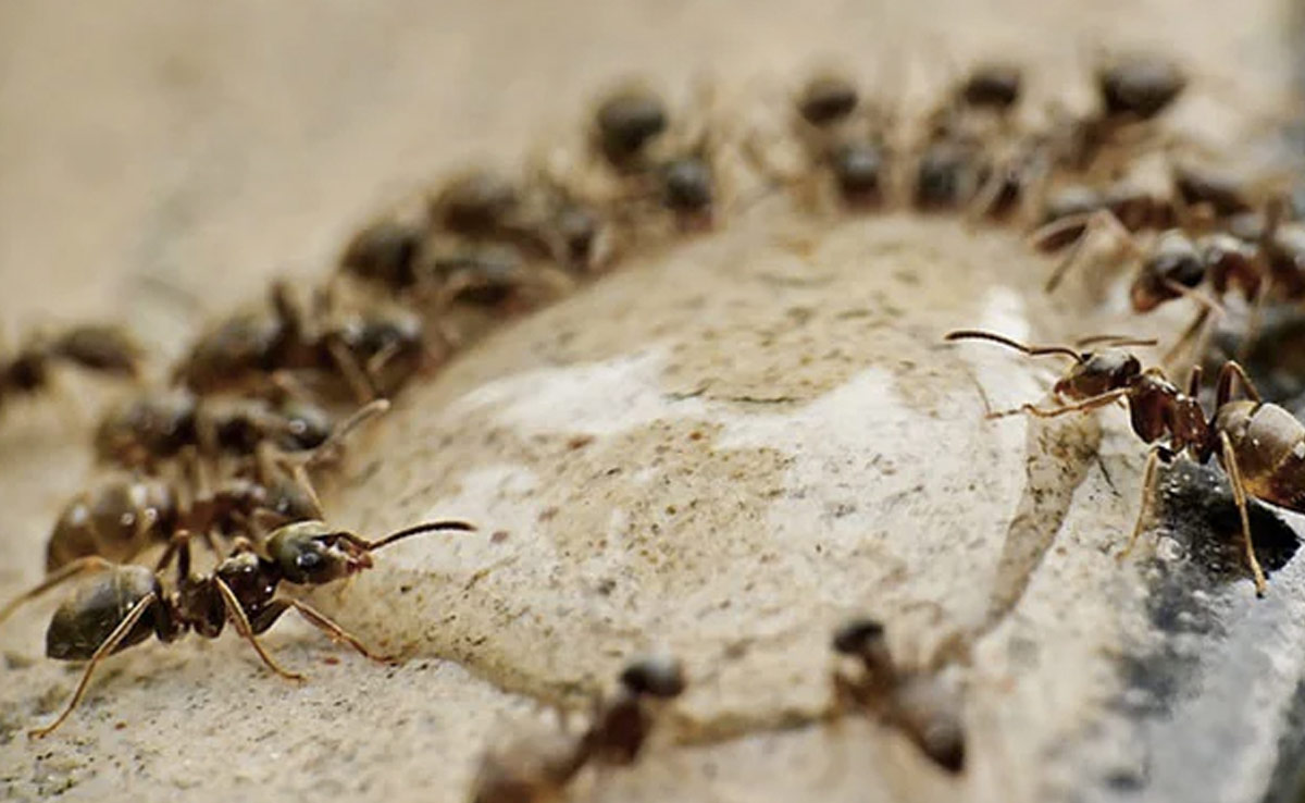 Kitchen में चीटियों के आतंक से बचने के लिए करें ये काम, कोने कोने से निकलकर भागेंगी