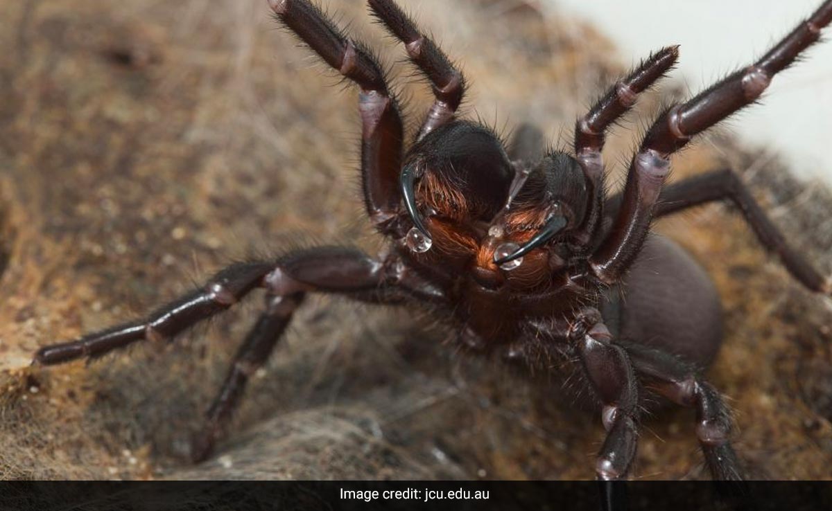 World's Deadliest 'Funnel-Web' Spider Can Change Potency Of Its Venom As Per Its Mood
