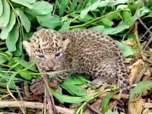 Leopard Cub Spotted By Villagers In Chhattisgarh