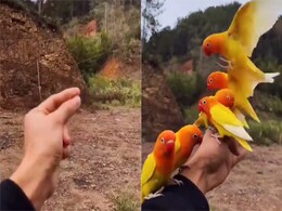 एक इशारे पर आसमान से उड़कर हाथ पर बैठ गई नन्हीं चिड़िया रानी, 13 लाख लोगों ने देखा वीडियो एक इशारे पर आसमान से उड़कर हाथ पर बैठ गई नन्हीं चिड़िया रानी, 13 लाख लोगों ने देखा वीडियो