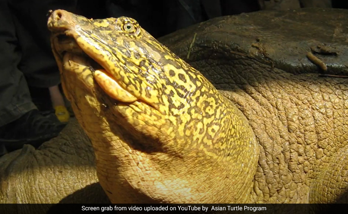 Yangtze Turtle Nears Extinction After Last Known Female Found Dead