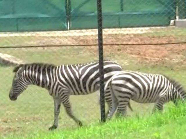 Assam Zoo Gets Zebras After 3 Decades