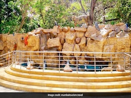 Mumbai Zoo Starts 'Crocodile Trail' With Viewing Gallery For Visitors Mumbai Zoo Starts 'Crocodile Trail' With Viewing Gallery For Visitors