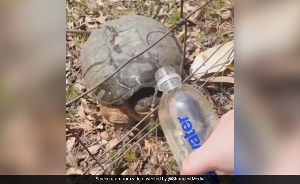 कछुए को बोतल से पानी पिला रही थी महिला, अचानक उछला और महिला पर किया अटैक, Video डरा देगा