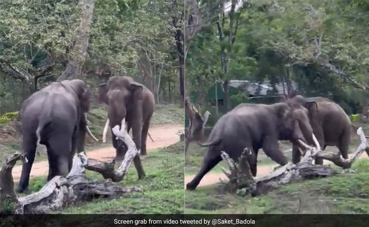 ''Clash Of Titans'': Video Of Two Elephants Ferociously Fighting Each Other Stuns Internet
