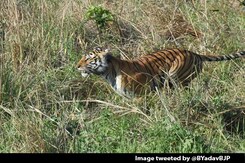 Watch: Tigress Released In Uttarakhand Park By Chief Minister, Union Minister Watch: Tigress Released In Uttarakhand Park By Chief Minister, Union Minister