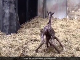 जिराफ का बच्चा पहली बार कर रहा था खड़े होने की कोशिश, फिसल-फिसलकर गिरा कई बार, फिर भी नहीं मानी हार जिराफ का बच्चा पहली बार कर रहा था खड़े होने की कोशिश, फिसल-फिसलकर गिरा कई बार, फिर भी नहीं मानी हार