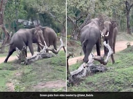 हाथियों के बीच कभी नहीं देखी होगी ऐसी Fight, लंबे दांतों से एक दूसरे पर किया वार, पूरी ताकत लगाकर भिड़ाए सिर और फिर... हाथियों के बीच कभी नहीं देखी होगी ऐसी Fight, लंबे दांतों से एक दूसरे पर किया वार, पूरी ताकत लगाकर भिड़ाए सिर और फिर...
