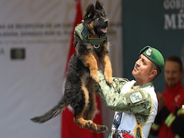 Turkey Gifts Mexico A German Shepherd Pup. Here Is Why Turkey Gifts Mexico A German Shepherd Pup. Here Is Why