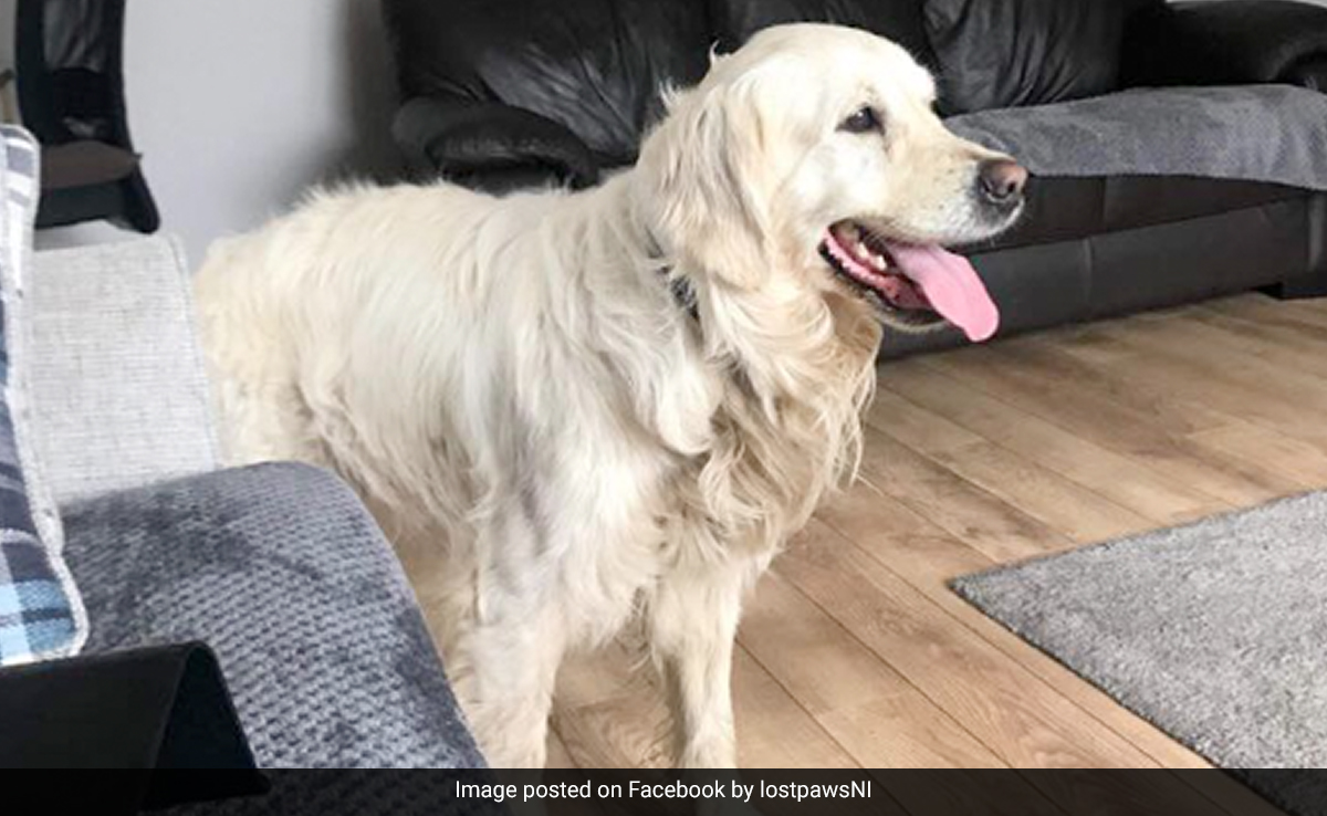 Newly-Adopted Golden Retriever Walks 64-Km Over 27 Days Back To Former Owners