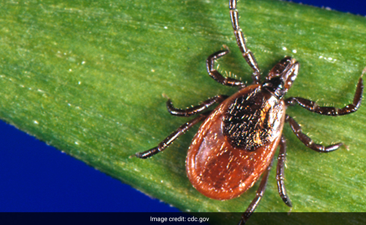 1 Killed In US By Powassan Virus Disease: All You Need To Know About The Tick-Borne Illness