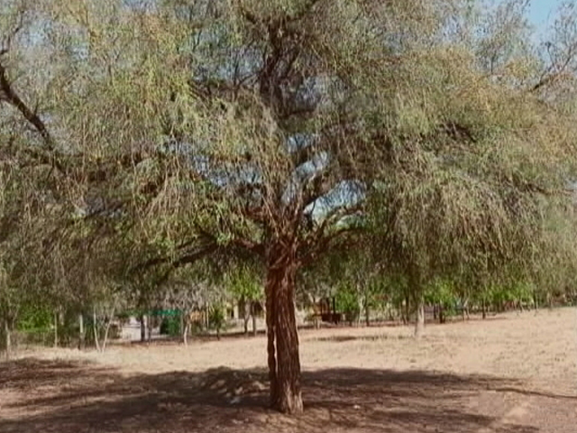 राजस्थान की पहचान सांगरी संकट में, पेड़ों में कीड़े लग रहे