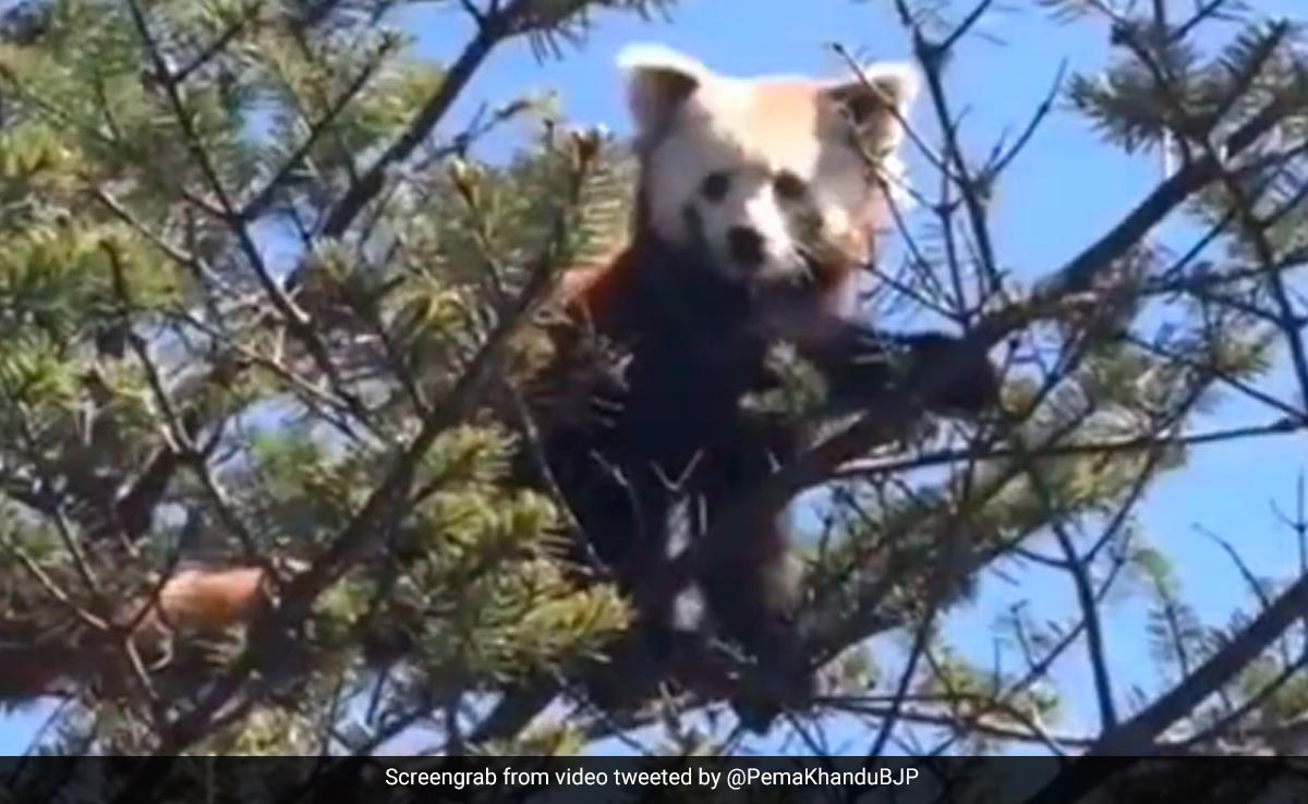 Video Of Rare Red Panda In Arunachal Pradesh Leaves Internet Amazed