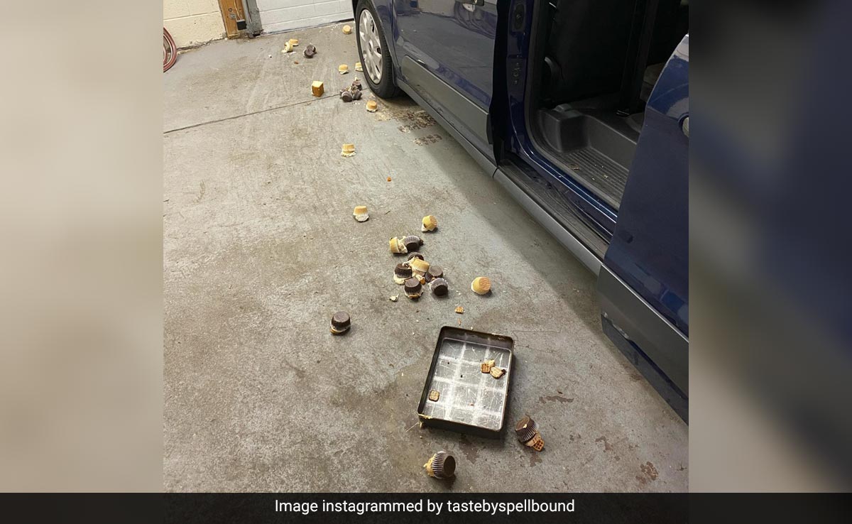 Huge Bear Strolls Into Bakery In US, Destroys 60 Cupcakes