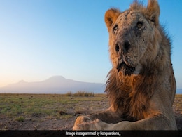 One Of The World's Oldest Lions, Loonkiito, Killed In Kenya One Of The World's Oldest Lions, Loonkiito, Killed In Kenya