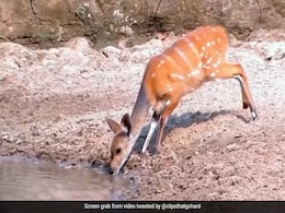 हिरण पानी पी रहा था, नदी में छिपे मगरमच्छ ने किया अटैक, पूरी ताकत से हिरण ने हवा में लगाई छलांग, ऐसे उछला कि... हिरण पानी पी रहा था, नदी में छिपे मगरमच्छ ने किया अटैक, पूरी ताकत से हिरण ने हवा में लगाई छलांग, ऐसे उछला कि...