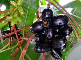7 Surprising Health Benefits Of Jamun That You Must Know 7 Surprising Health Benefits Of Jamun That You Must Know