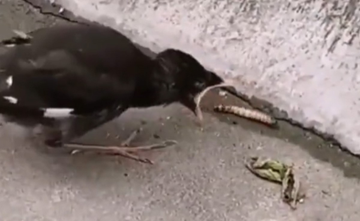 घोंसले से निकल कर पहली बार भोजन की तलाश में निकली चिड़िया को लगा कि कीड़े ख़ुद मुंह में आ जाएंगे