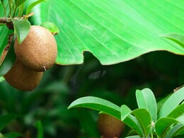 Chikoo Benefits: चीकू खाने के जबरदस्त फायदे, यहां जानिए स्वास्थ्य पर क्या-क्या पड़ता है असर Chikoo Benefits: चीकू खाने के जबरदस्त फायदे, यहां जानिए स्वास्थ्य पर क्या-क्या पड़ता है असर