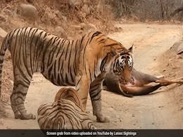 बाघ का शिकार चुरा रही थी बाघिन, हिरण को लगी घसीटने, तभी बाघ ने कर दिया हमला, दोनों में हुई भयंकर लड़ाई और फिर... बाघ का शिकार चुरा रही थी बाघिन, हिरण को लगी घसीटने, तभी बाघ ने कर दिया हमला, दोनों में हुई भयंकर लड़ाई और फिर...