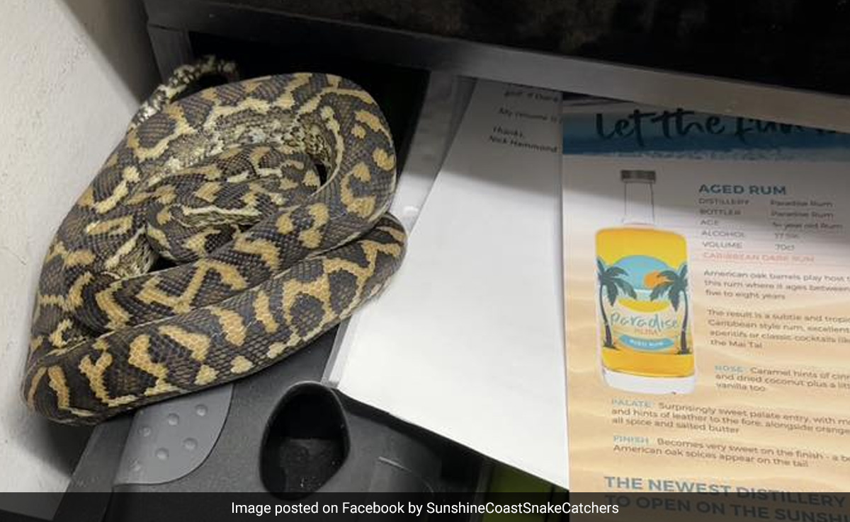 Watch: Python Found Curled Up In Bar Manager's Desk Drawer, Internet Shocked
