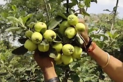 Farmer Grows Apples Even At 45 Degrees In UP's Ghazipur Farmer Grows Apples Even At 45 Degrees In UP's Ghazipur