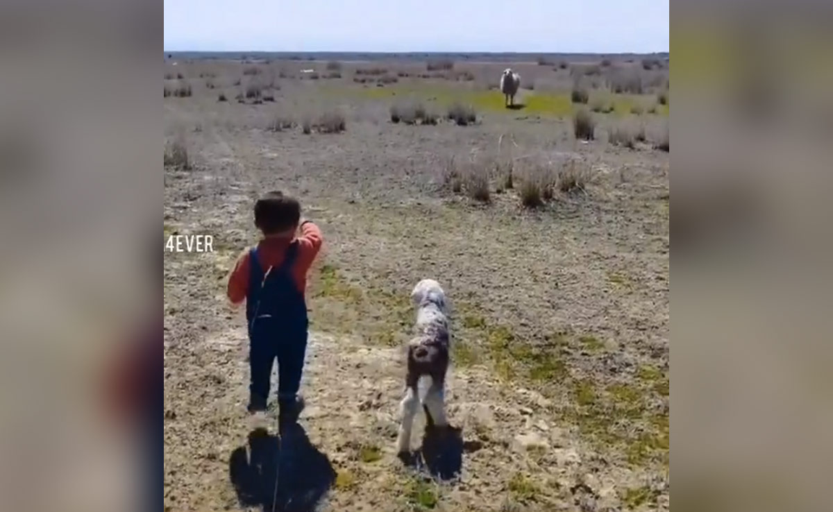 खोए हुए मेमने को उसकी मां से मिलाता नजर आया छोटा बच्चा, वीडियो देख लोग हुए Emotional