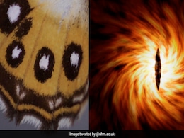 Rare Butterfly Genus Named After Lord Of The Rings Villain Sauron Rare Butterfly Genus Named After Lord Of The Rings Villain Sauron
