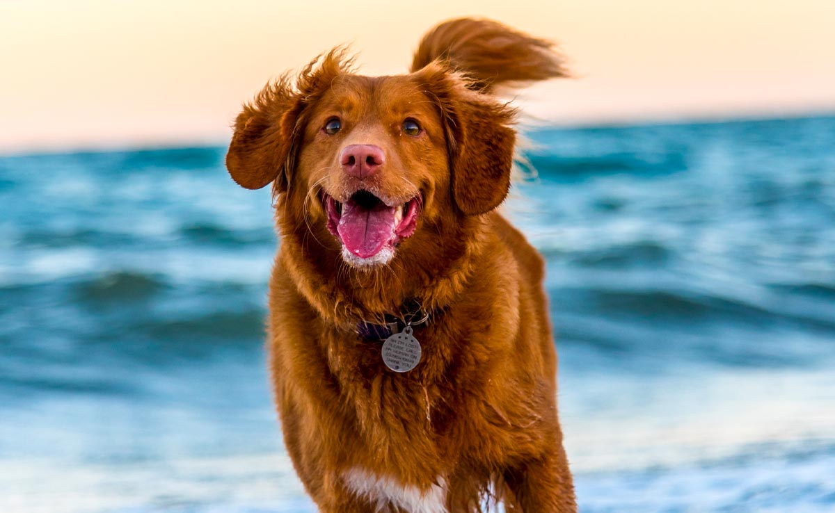 Brains Of Modern Dogs Have Grown Larger, Says Study