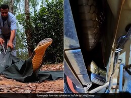 कार में छिपकर बैठा था किंग कोबरा, शख्स ने की निकालने की कोशिश, मारने लगा फन, आगे जो हुआ, खड़े हो जाएंगे रोंगटे कार में छिपकर बैठा था किंग कोबरा, शख्स ने की निकालने की कोशिश, मारने लगा फन, आगे जो हुआ, खड़े हो जाएंगे रोंगटे