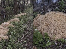 Woman Shares Photo Of 200 Kg Pasta Dumped In Woods In USA, Internet Reacts