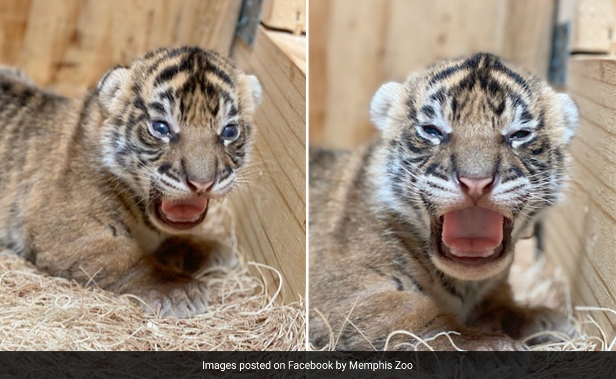 Watch: Two Critically Endangered Sumatran Tigers Born In US Zoo, First Since 1998