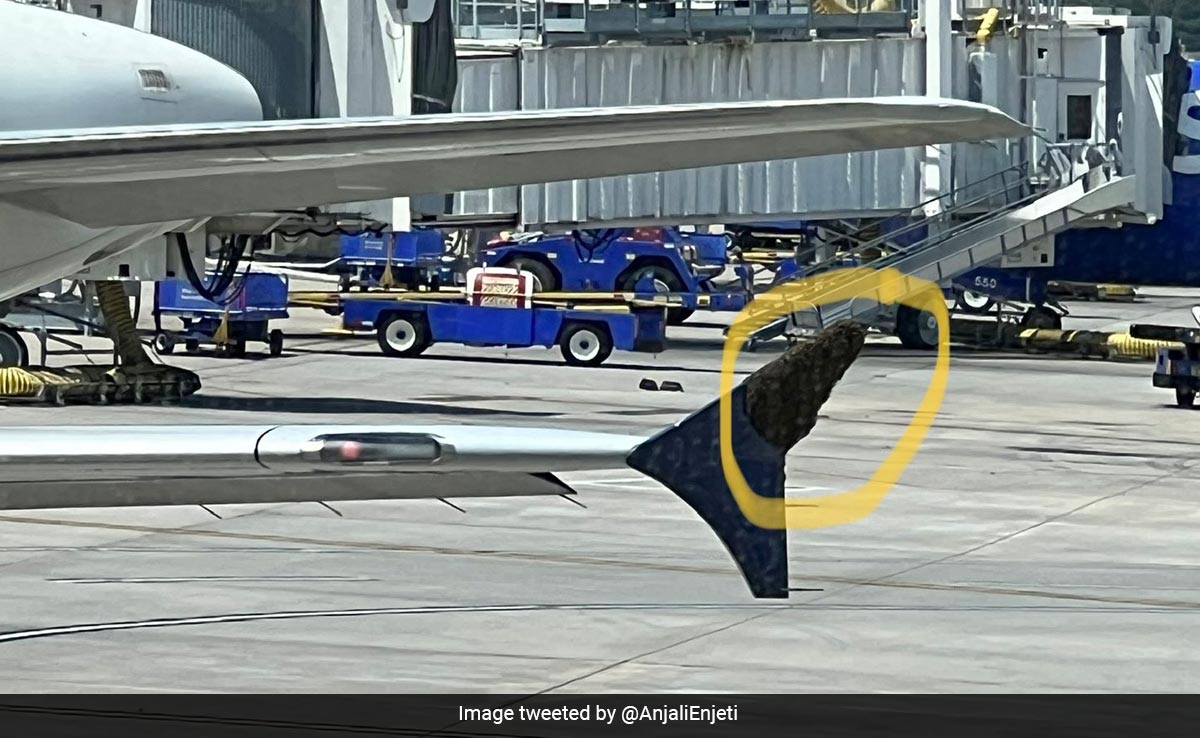 Flight Delayed In US As Swarm Of Bees Latches Onto Plane's Wing