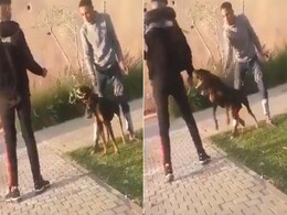 Dog को बेवजह मार रहा था शख्स, गुस्सा आने पर जानवर ने ऐसा सबक सिखाया कि ताउम्र याद रहेगा Dog को बेवजह मार रहा था शख्स, गुस्सा आने पर जानवर ने ऐसा सबक सिखाया कि ताउम्र याद रहेगा