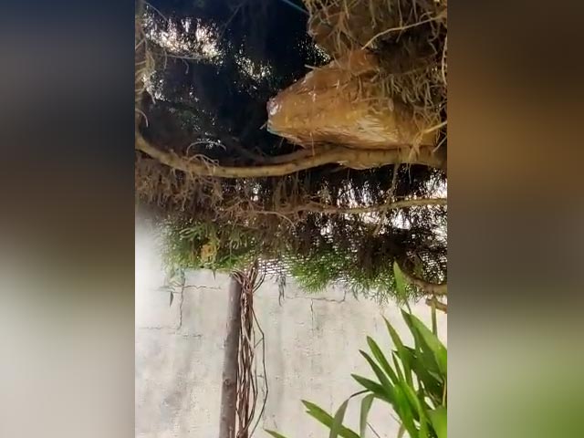 कांग्रेस नेता के भाई के घर छापा, पेड़ पर मिले एक करोड़ रुपये