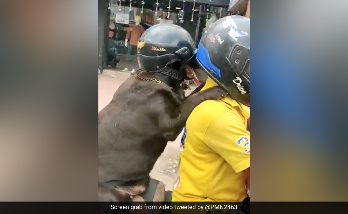 Viral Video Shows Dog Riding Bike Wearing A Helmet, Internet Says "Lesson For Humans"