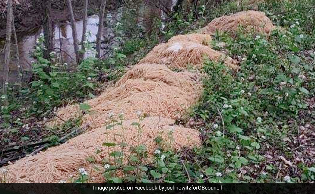 Over 200 Kg Of Pasta Found Dumped In US City, Facebook Post Prompted The Cleaning