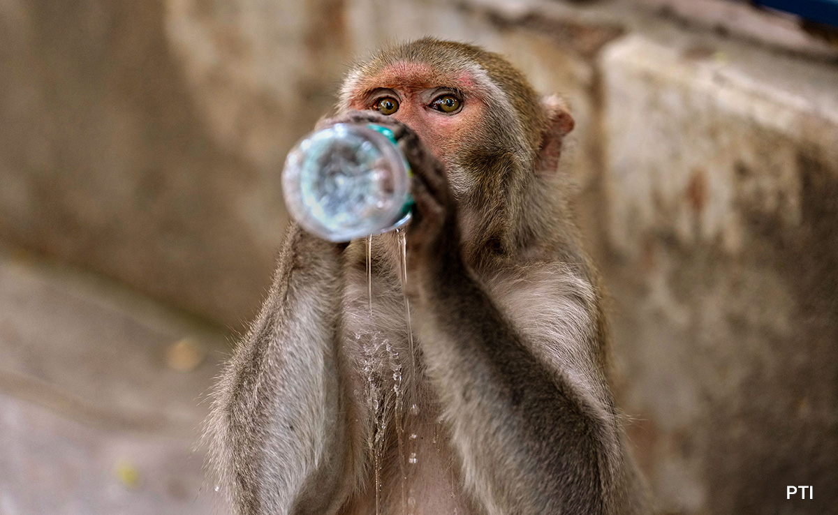 55 Wild Animals Rescued In Mumbai Over 3 Days, Several Dehydrated: NGO