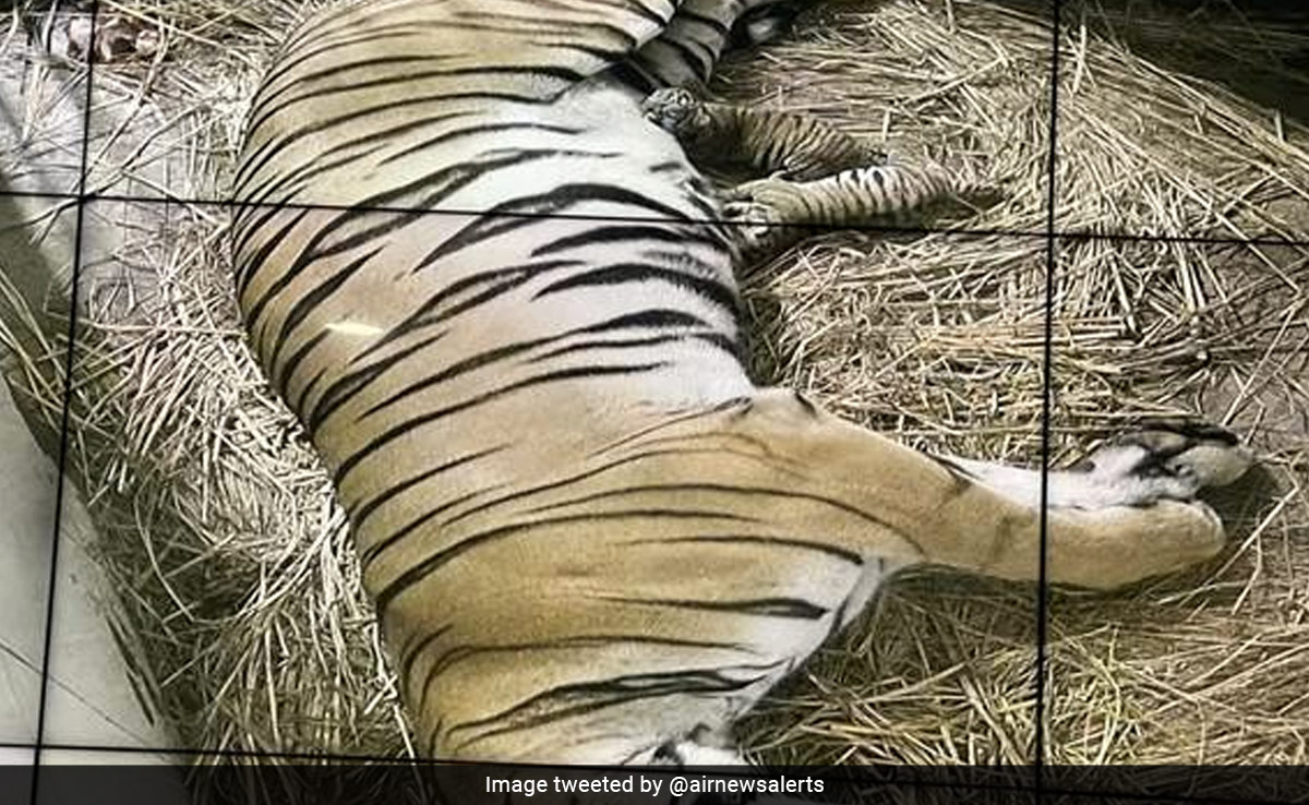 Tiger Cubs Born At Delhi Zoo After 18 Years