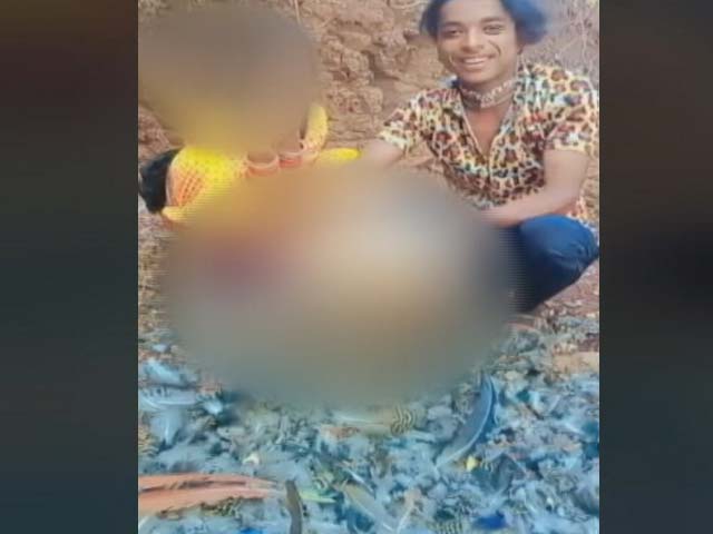 Video Of Madhya Pradesh Man Harassing Peacock Viral, Cops Hunt For Accused