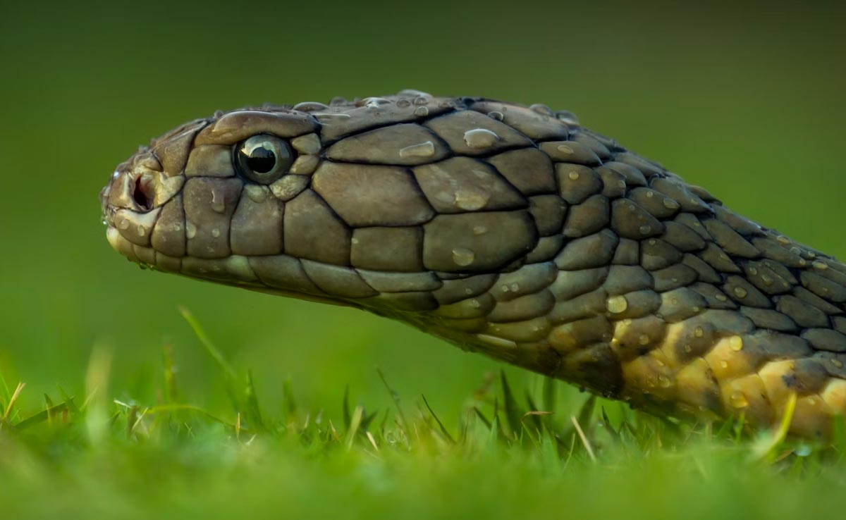 Woman Tries To Smuggle 5 Live Snakes In Her Top In China