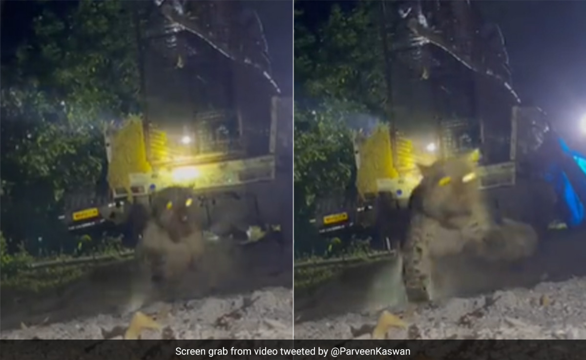 Watch: Forest Officer Shares Video Of Caged Leopard Being Released Into The Wild