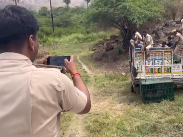 3 Panthers Rescued, Released To Rajasthan Sanctuary